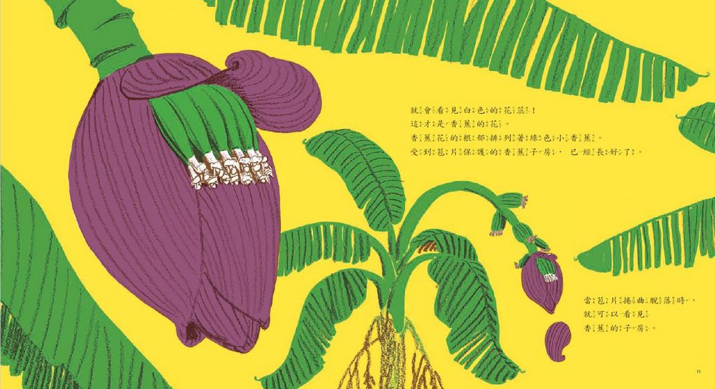 香蕉從哪裡來?(新版)